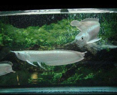 混養(yǎng)時銀龍魚受傷怎么辦