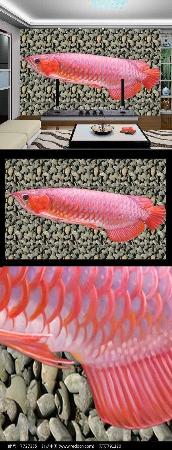 金龍魚高清圖片的授權費用是多少？