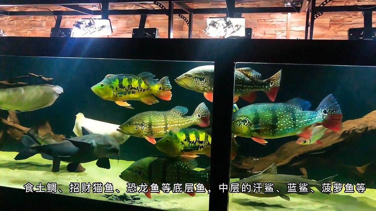 銀龍魚和什么一起養(yǎng)不打架