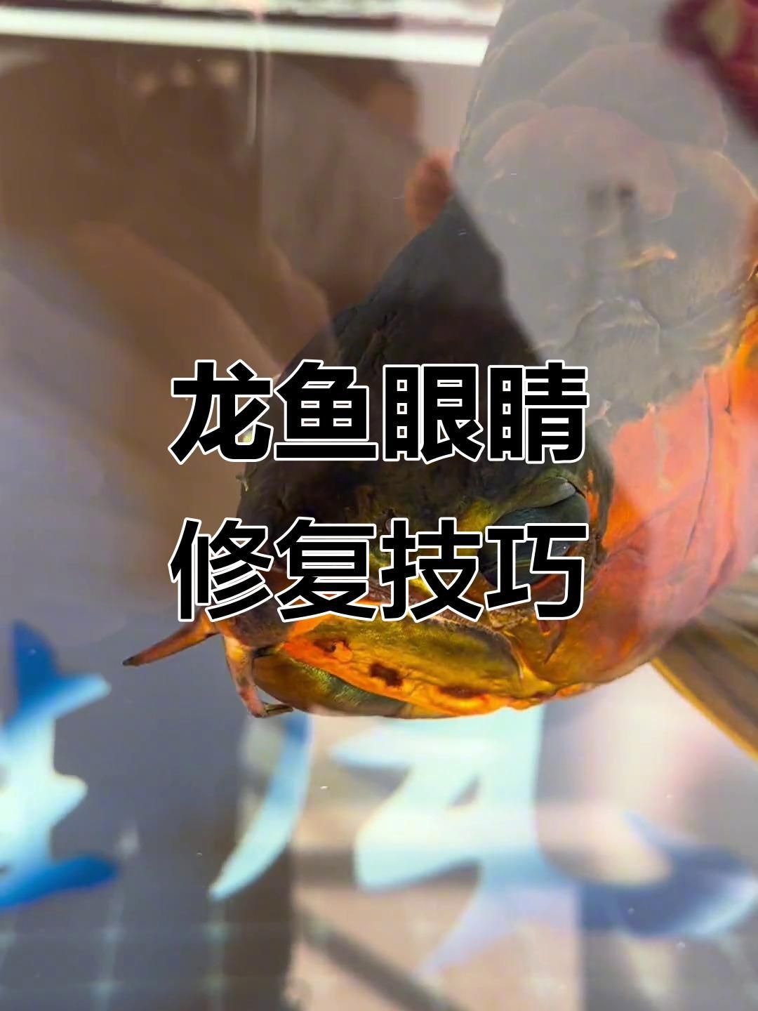 紅龍魚掉眼問題如何矯正？