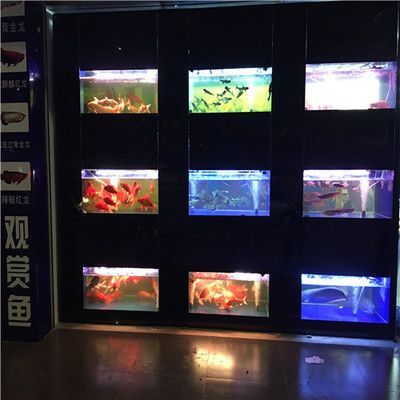 龍魚批發市場價格多少錢：龍魚批發市場價格受哪些因素影響