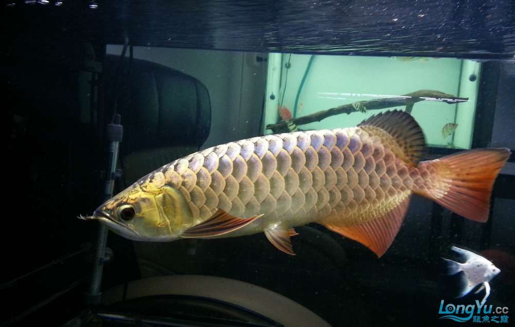 養(yǎng)金頭過(guò)背金龍魚(yú)水深70cm有問(wèn)題嗎（金頭過(guò)背金龍魚(yú)對(duì)水深有什么要求？）
