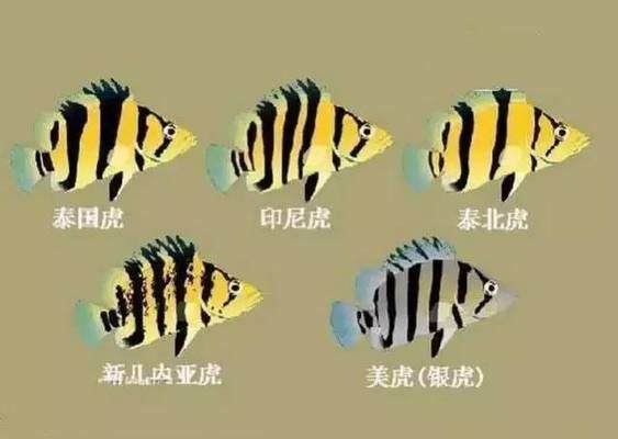 虎魚性格溫和品種，泰國(guó)虎魚飼養(yǎng)技巧,虎魚溫和性格影響因素，虎魚品種與性格關(guān)系