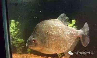 虎魚性格溫和品種，泰國(guó)虎魚飼養(yǎng)技巧,虎魚溫和性格影響因素，虎魚品種與性格關(guān)系