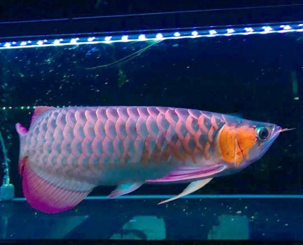 能否提供一張紅龍魚的圖片？