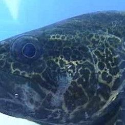老虎斑與鱖魚的區別