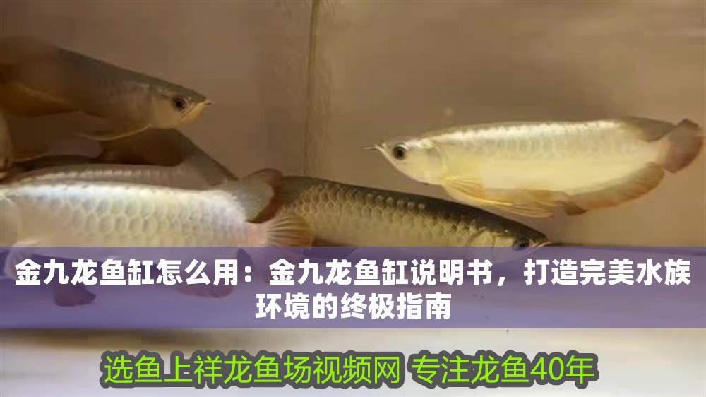 金九龍魚缸怎么用：金九龍魚缸說明書，打造完美水族環境的終極指南
