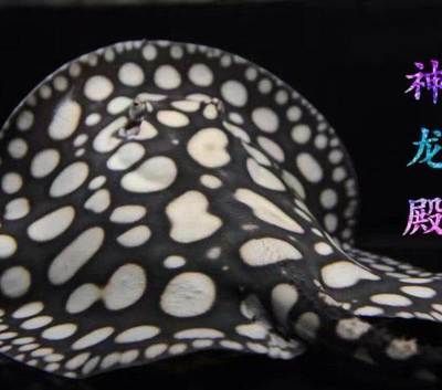北京和興龍魚在哪里賣：北京和興龍魚在北京市海淀區(qū)遠(yuǎn)大路金源花卉地下二層售賣