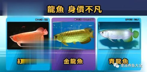 純白龍魚，一種非常獨(dú)特且珍貴的觀賞魚：純白龍魚是一種非常獨(dú)特且珍貴的觀賞魚
