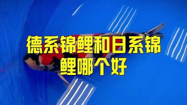 錦鯉德系和日本哪個好