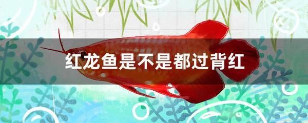 龍魚有寄生蟲怎么治療視頻：如何預(yù)防龍魚寄生蟲病