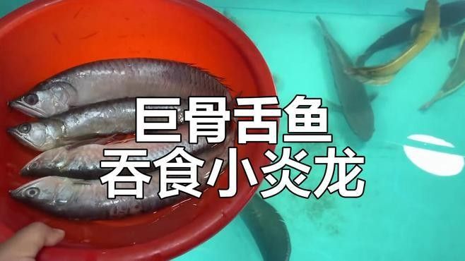 銀龍魚吃東西視頻