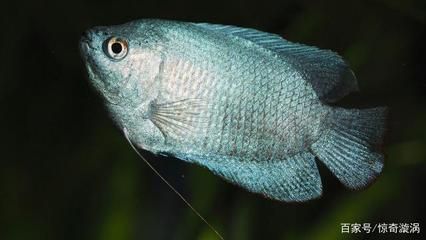 養的龍魚能不能吃：養的龍魚可以作為食用魚嗎？