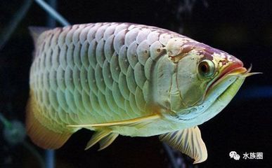 養的龍魚能不能吃：養的龍魚可以作為食用魚嗎？