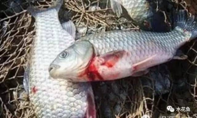 龍魚炸鱗了怎樣快速治療：小龍魚炸鱗病的癥狀、原因及治療方法