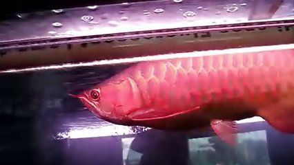 孟吉爾紅龍魚證書，孟吉爾紅龍魚官方認(rèn)證流程