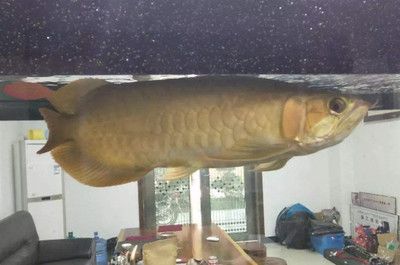 養龍魚能否掙錢，取決于多種因素：養殖龍魚是否掙錢，取決于多個因素