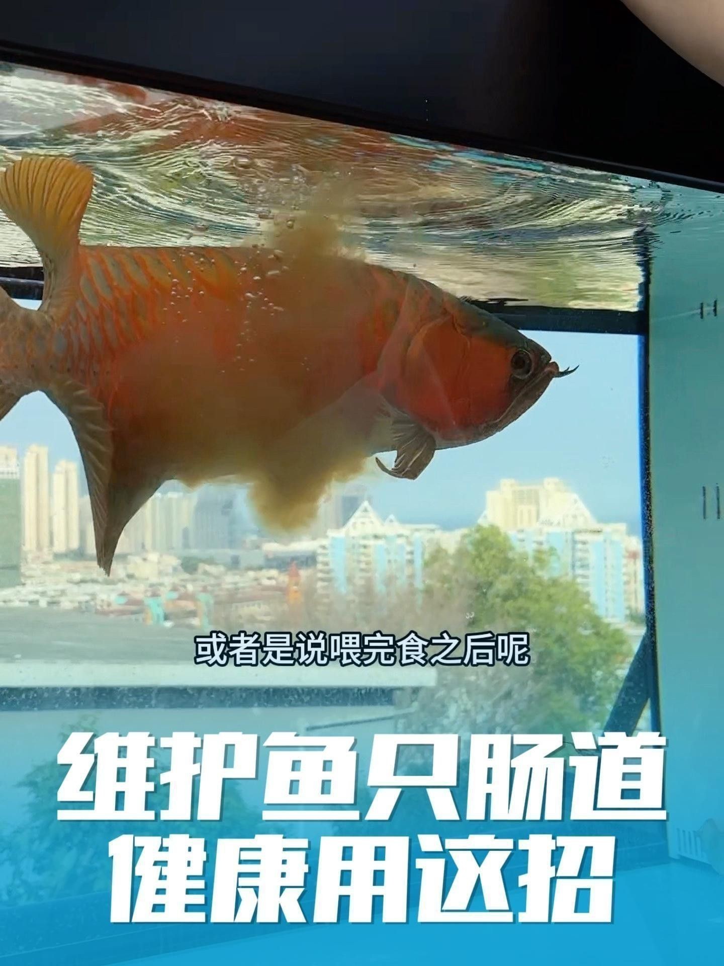 紅龍魚食欲不振怎么辦？