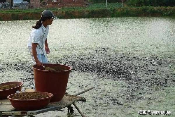 魚飼料衛生安全注意事項：魚飼料生產過程中的注意事項以確保魚類健康和食品安全