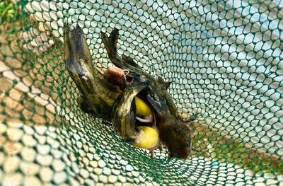 魚飼料衛生安全注意事項：魚飼料生產過程中的注意事項以確保魚類健康和食品安全