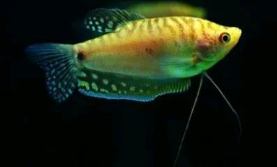 龍魚對水質(zhì)硬度的要求是根據(jù)搜索結(jié)果得出的具體要求：龍魚對水質(zhì)的要求