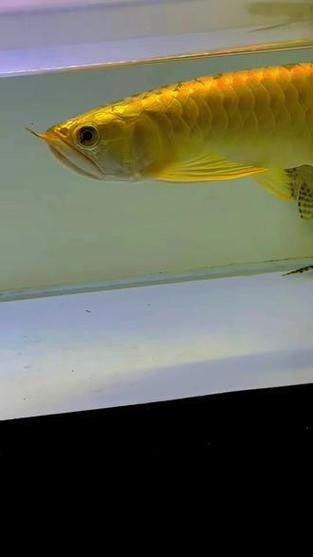 哪里可以購買到30公分過背金龍魚？