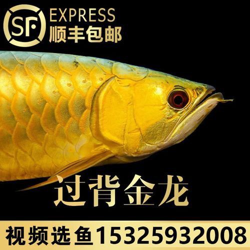 哪里可以購買到30公分過背金龍魚？