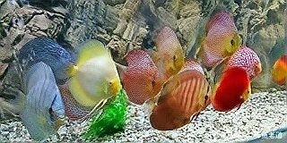 龍魚白天喂食還是晚上喂食好