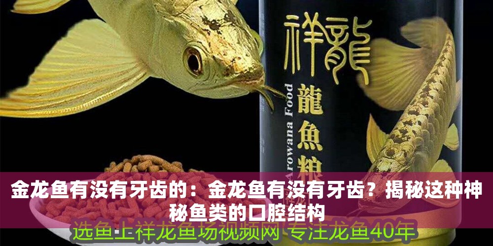 金龍魚有沒有牙齒的：金龍魚有沒有牙齒？揭秘這種神秘魚類的口腔結構