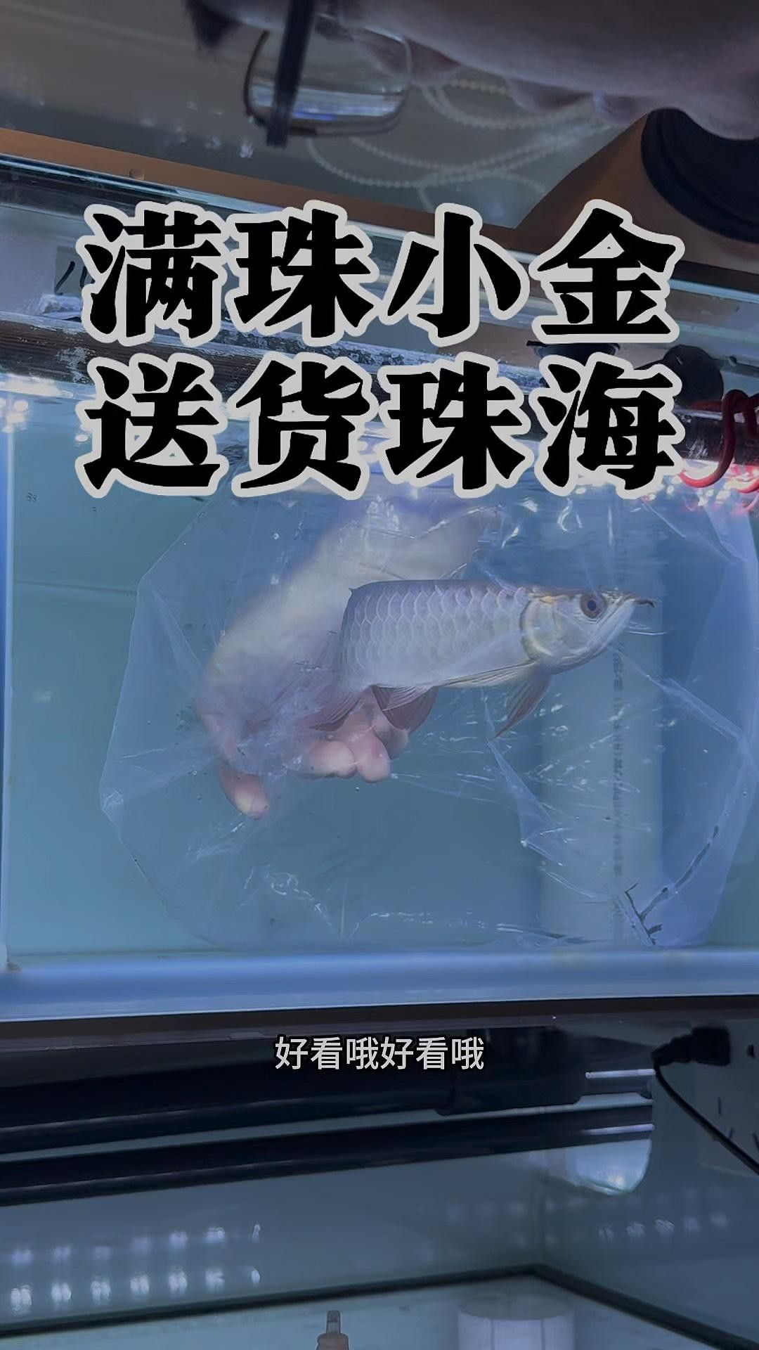金龍魚珠鱗滿的最佳觀賞角度