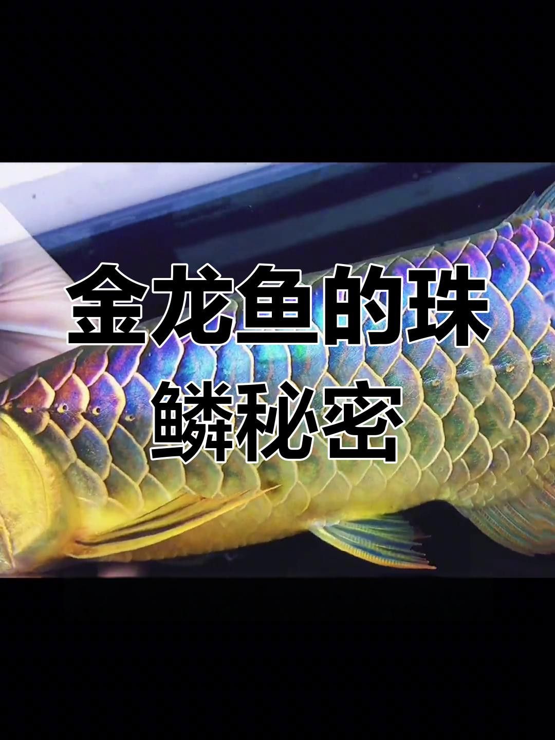 金龍魚珠鱗滿的最佳觀賞角度