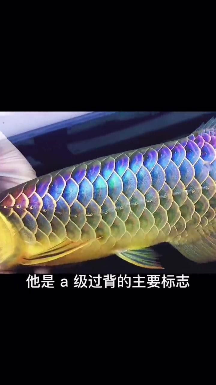 金龍魚珠鱗滿的最佳觀賞角度