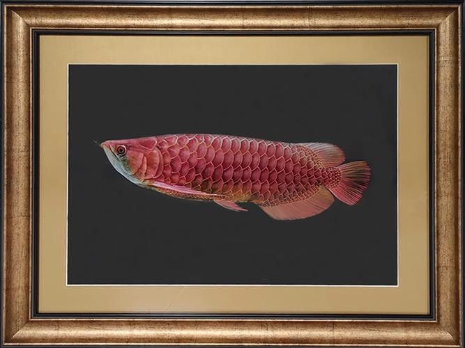 金龍魚雕刻圖片大全