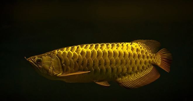 羅漢龍魚混養：b羅漢魚的養殖技巧羅漢魚和龍魚混養的注意事項
