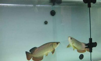 怎樣防止龍魚打架：防止龍魚打架的方法 怎樣防止龍魚打架：防止龍魚打架的方法 龍魚百科 第3張