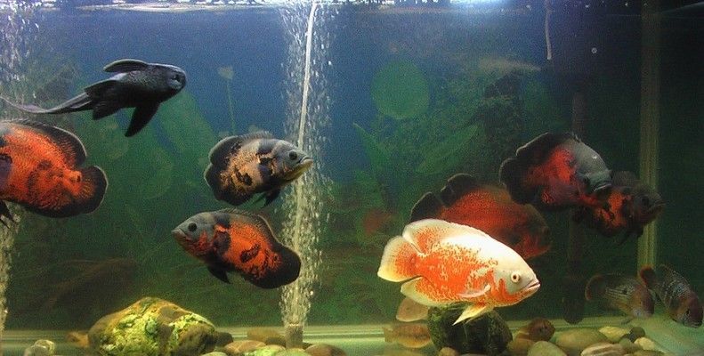 龍魚和哪些魚可以一起養：適合與龍魚一起養的魚類，適合與其他魚類一起養，混養的日常管理