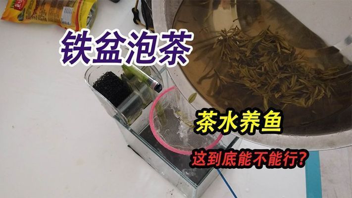 茶水養(yǎng)紅龍魚好嗎視頻：紅龍魚養(yǎng)紅龍魚養(yǎng)紅龍魚飼養(yǎng)方法360問答