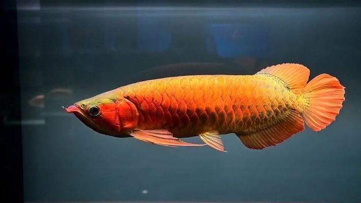 茶水養(yǎng)紅龍魚好嗎視頻：紅龍魚養(yǎng)紅龍魚養(yǎng)紅龍魚飼養(yǎng)方法360問答