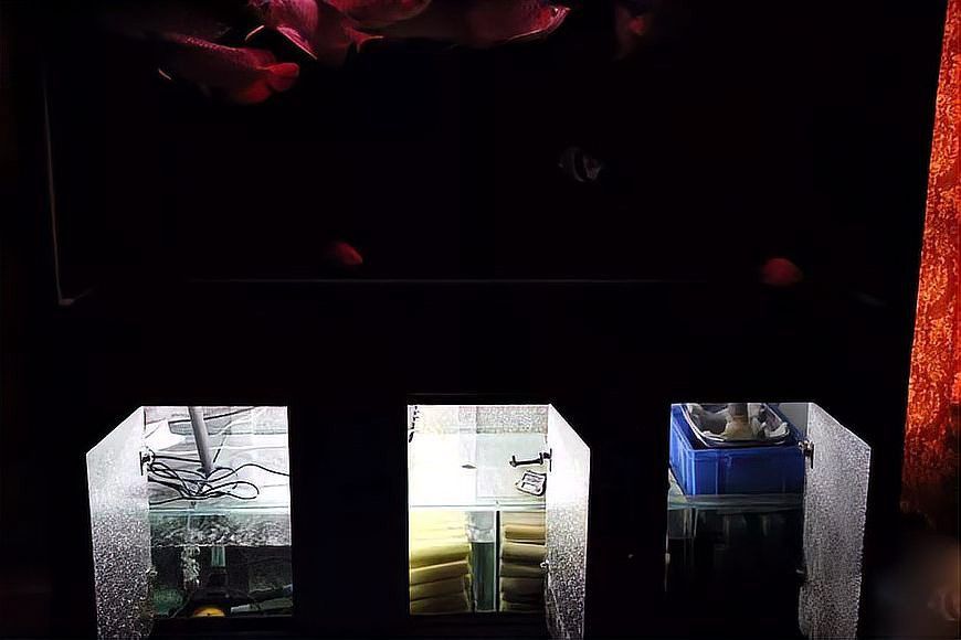 如何設置超血紅龍魚的過濾系統？