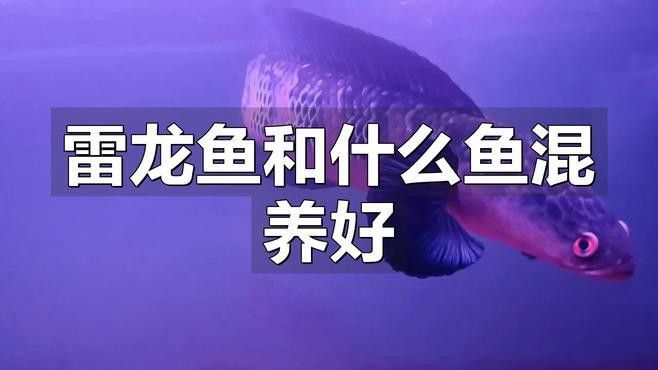 可以和雷龍魚混養的魚品種