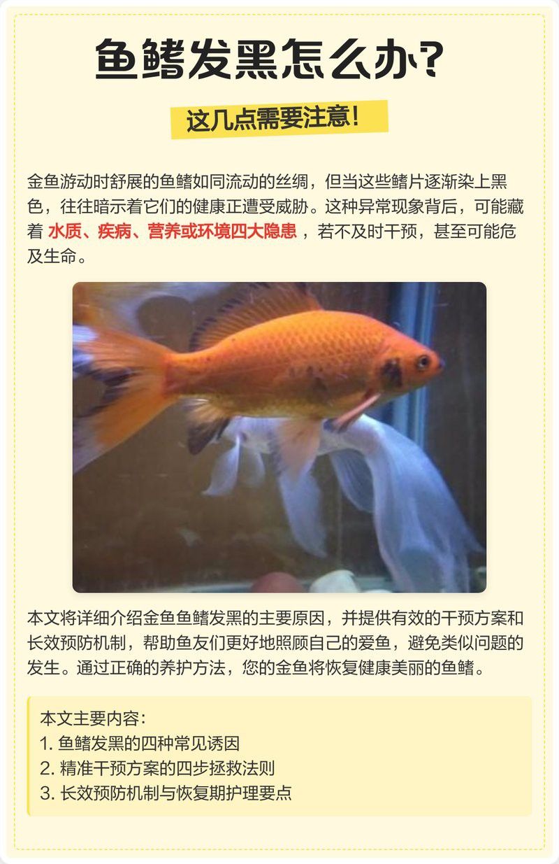 紅龍魚鰭發黑什么原因