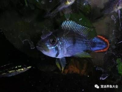 一方水族批發(fā)：一方水族器材有限公司