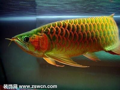 美國紅龍魚，美國紅龍魚的養(yǎng)殖技術(shù)