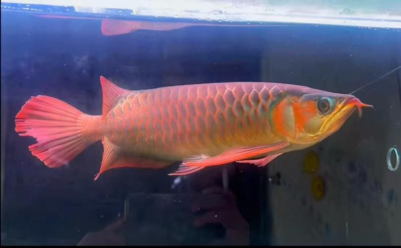 血龍魚價(jià)格及圖片大全