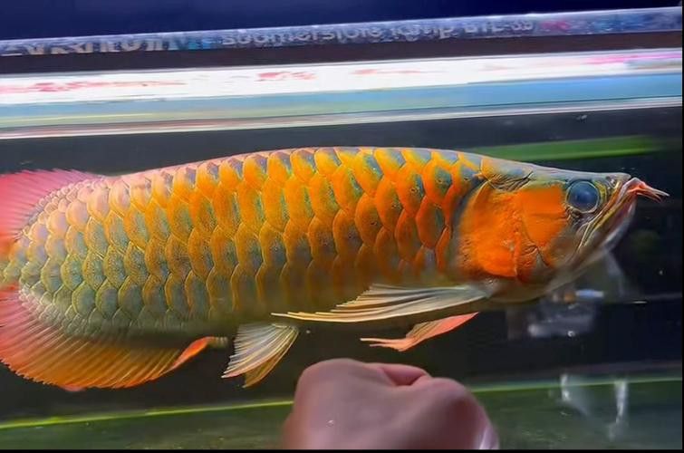 血龍魚價(jià)格及圖片大全
