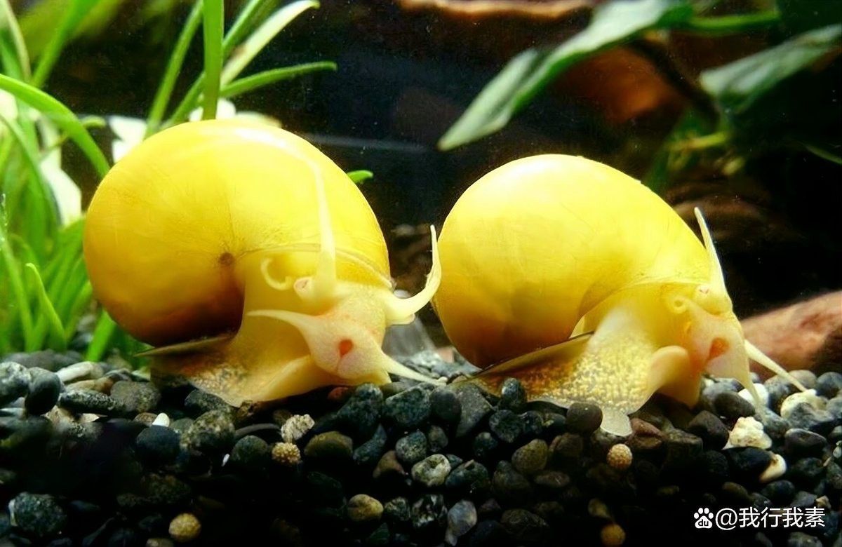 哪些香螺適合與小火龍魚混養(yǎng)？