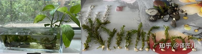 哪些香螺適合與小火龍魚混養(yǎng)？