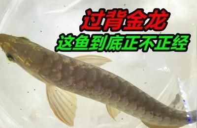 金龍魚能吃青蝦段嗎怎么吃【金龍魚投喂青蝦段與成年魚飼料中青蝦段與成年魚的比例】