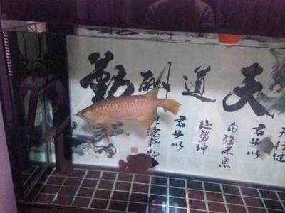 大連龍魚店：大連市甘井子龍魚店地址大連市甘井子區金三角市場子龍魚店