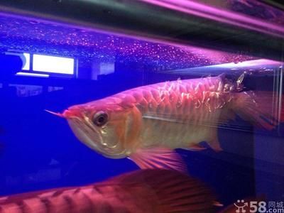 大連龍魚店：大連市甘井子龍魚店地址大連市甘井子區金三角市場子龍魚店